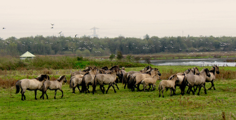 Alse paarden komen gaan de ganzen er vandoor