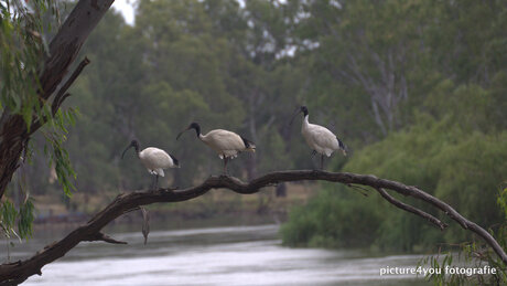 murray river, Corowa, Australia, NSW