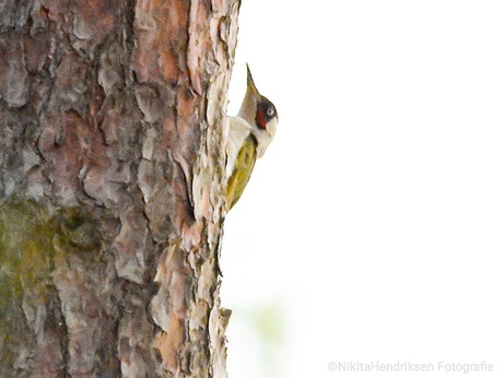 Groene specht