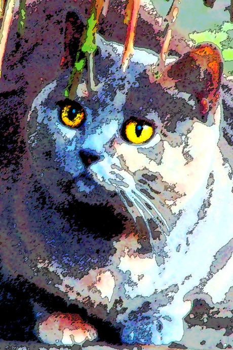 kaatje onder de wilg