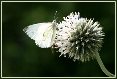 Vlinder op bloem