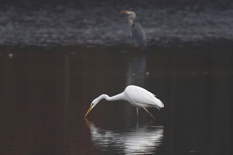 Grote zilverreiger op jacht