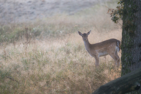 's morgens vroeg