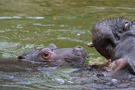 Hippo jong met mama