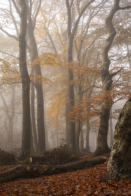 Herfst op de Veluwe in de mist