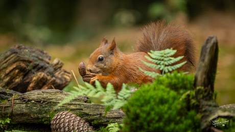 Wat eten we vandaag?
