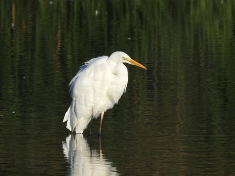 Grote zilverreiger