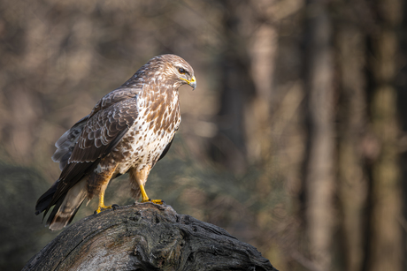 Buizerd