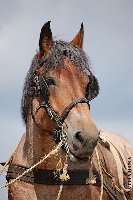 Belgisch paard