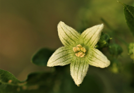 bloem van een lantaarnplantje