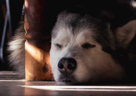 Het luie honden leventje 