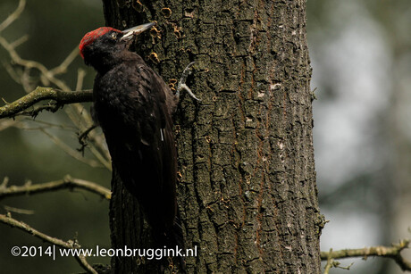 Zwarte specht, Black Woodpecker, Dryocopus martius