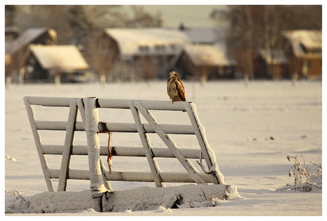 Buizerd