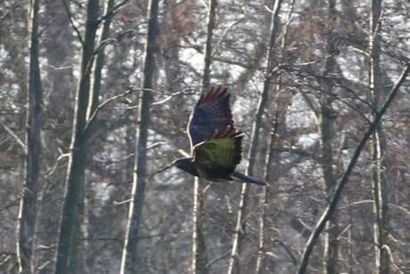 wandeling in eigen mogeving