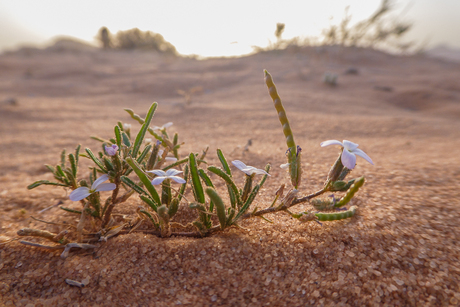 Wadi Rum woestijnplantje