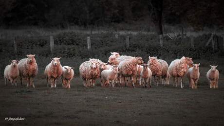 Bende schapen