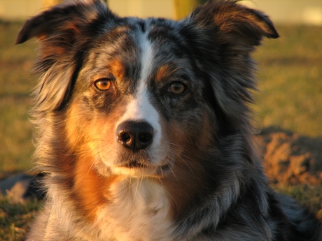 Portret in de lage winterzon