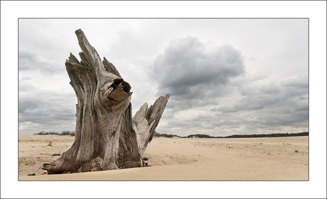 Loonse en Drunense Duinen