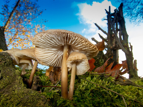 herfst vanuit de onderkant