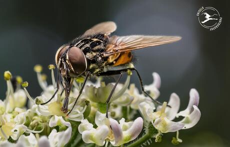 Genieten van de nectar