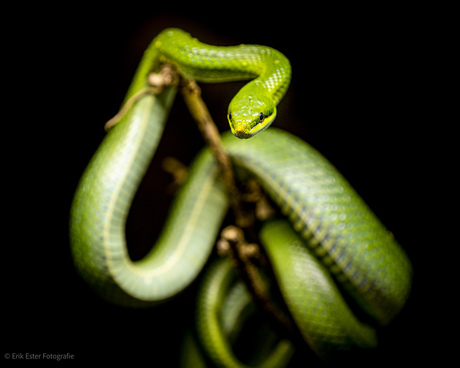 Groene slang