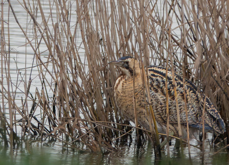 De geheimzinnige rietvogel