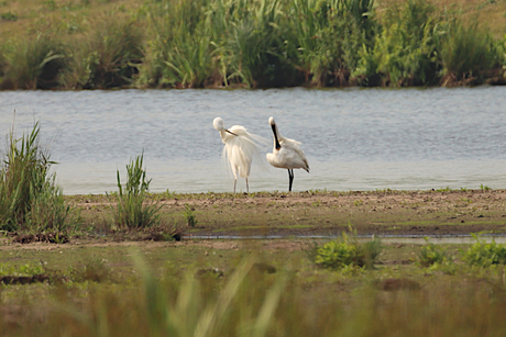 Bijzonder duo