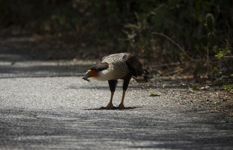 Kuif Cara Cara op Bonaire