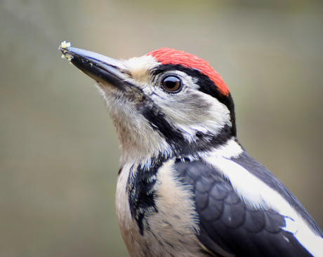 Juveniele specht..