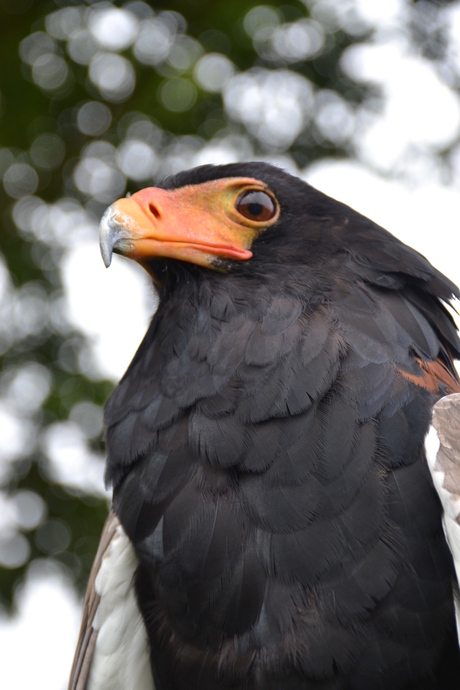 Bateleur