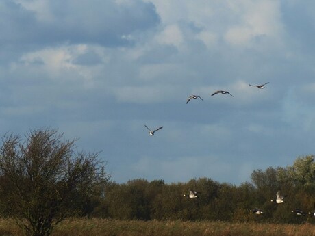 Vogels in vlucht.