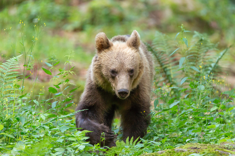 Europese bruine beer in Transsylvanië