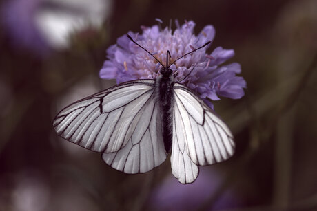 Wit geaderde vlinder 