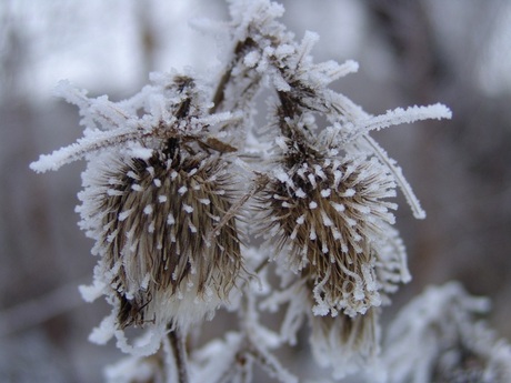 stekeldistel met rijp