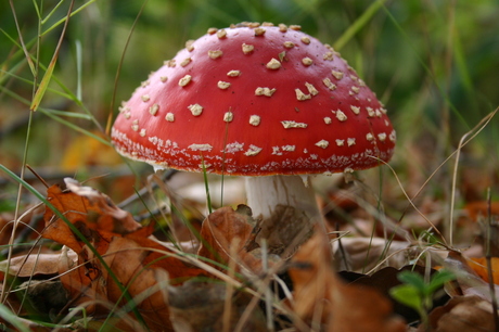 Rood met witte stippen