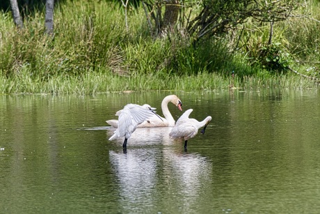 De Lepelaars en de Zwaan