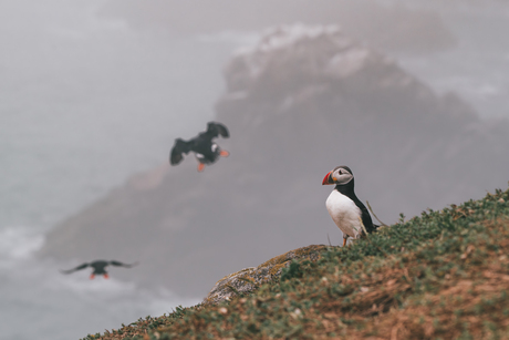Puffin eiland