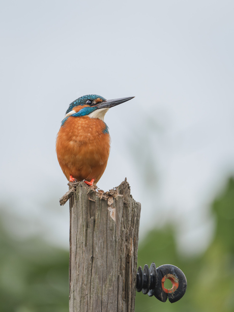 Ijsvogel man 