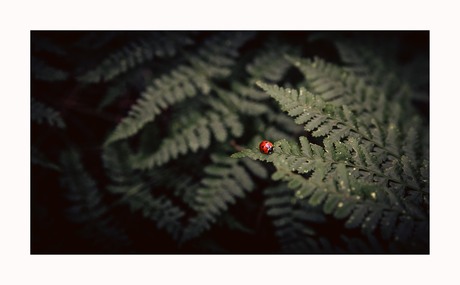 ladybug