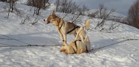 Even rust voor de sledehonden