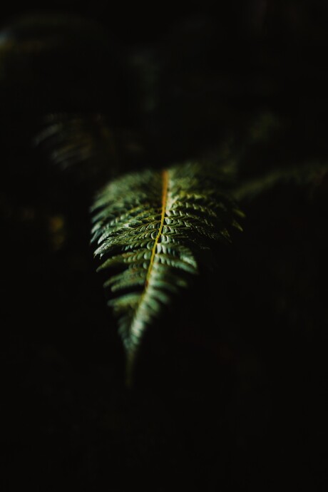 Fern.