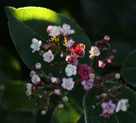 Dans notre arrière-cour: des petites fleurs en couleurs!