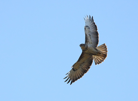 Buizerd in tegenlicht