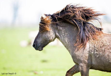 Wind in de maanen