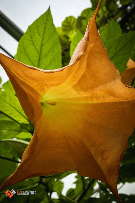 Engelentrompet (Brugmansia aurea)