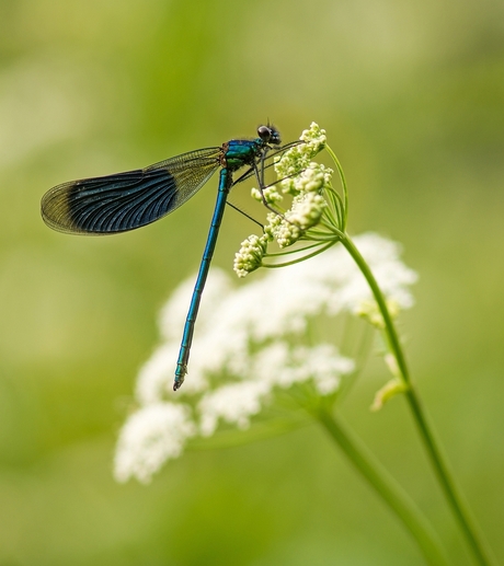 on the flowers