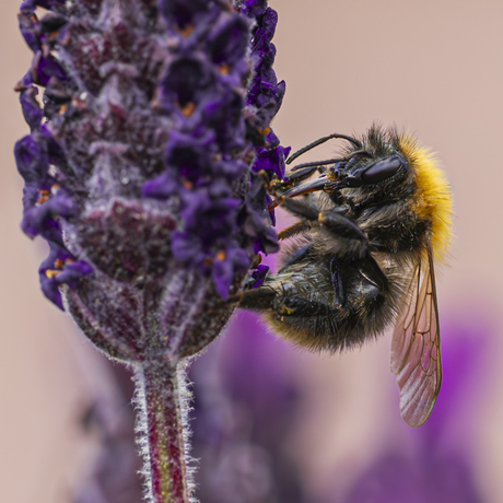Bezige weidehommel