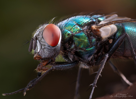 Greenbottle Vlieg in Macro close-up