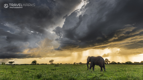 Elephant facing a storm