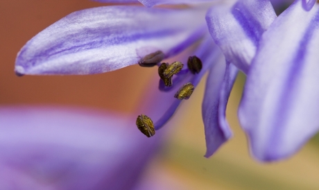 Agapanthus met stuifmeel